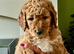Standard Goldendoodle / Australian Double Doodle