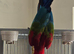Green winged Macaw
