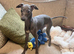 Beautiful Italian Greyhound KC Puppy - Loving Home Wanted
