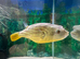 3 year old puffer fish.