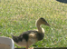 Mixed Breed Ducklings