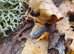 Small Colony of Rough Woodlice (Porcellio Scaber) + you will get a small amount of White Springtails with your Isopods too