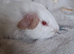 PEW (Pink eyed white) Smooth Baby Girl Guinea Pig
