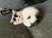 4 beautiful kittens needing forever homes