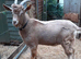 Stunnning Entire Intact Billy Toggenburg Goat - Father Pedigree