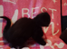Three kittens for homing