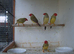 For sale 1 pair of red faced star finches at £40/pr. 3 cocks at £20 each