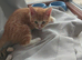 2 kittens