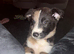 Last female puppy