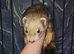 2 x ferrets 2 x cages