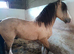 SHIRE X YEARLING FILLY