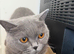 Healthy 2 years old British Shorthair needing new home