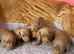 miniature dachshund puppies Ready now