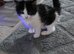 Black & White male kitten
