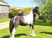 Beautiful native pieblald colt