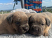 7 cane corso puppies for sale