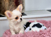 Beautiful White & Cream Long coat Male Chihuahua