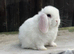 blue eyed white mini lops