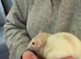 2 female dumbo rats