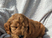 2 boy loving cockapoos *** ready for their forever home ***