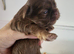 Special quality imperial shih Tzu