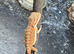 Hi baby Bearded Dragons