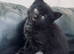 Adorable 8 Week Old Kittens Looking for Loving Homes