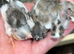 Zebra finches