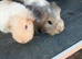 Sheltie cream agouti 8 week old boar.sheltie cream boar