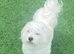 Maltese Dog Available for Stud