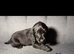 1 boy cockerpoo left for sale ready to leave now