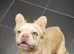 Cream fluffy female frenchie 18mth old