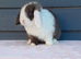 Stunning purebred mini lop rabbits