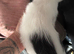Black and white boy kitten