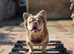 VISUAL FLUFFY NEWSHADE ISABELLA N TAN (STUD DUTIES AVAILABLE)