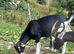 Wether Goats