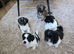 6 &frac12; weeks old. Lhasa apso girl. Mum n dad can be both seen.