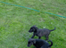 Lurcher pups for sale