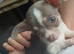 Xs Chihuahua girls