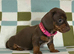 **Ready NOW ** 1 girl left mini dachshunds