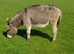 Miniature Mediterranean Donkeys