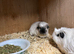 Cali crested sows for sale