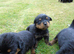 Full German rottweiler