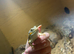 Berber Skink with Set Up