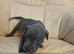 Staffy x American bulldog- last male pup