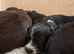 Last Cockapoo Puppy Remaining - Ready Now - Reduced to &pound;600