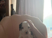 Little of bully/cocker spaniel puppy&rsquo;s