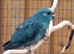 Beautiful young blue kakariki