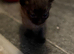Blacky brown boy kitten