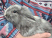 Lionhead x Lops
